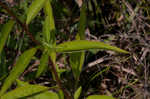 Eastern purple coneflower